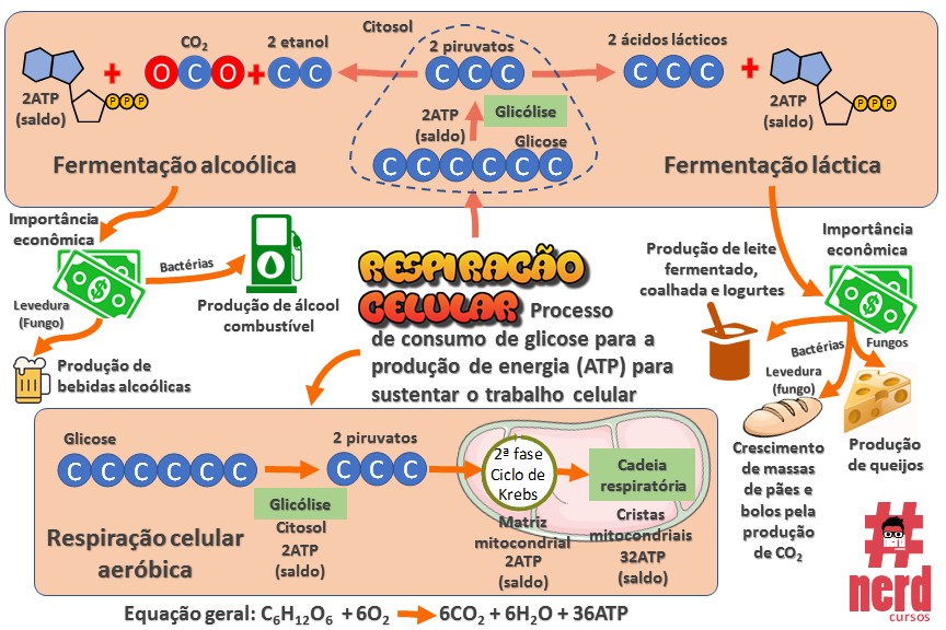 Plano de Revisão de Biologia - 28 Semanas